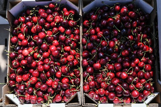 Russia Agriculture Cherry Harvesting