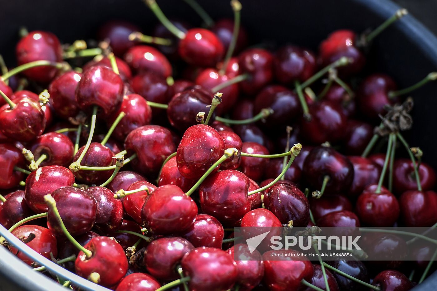 Russia Agriculture Cherry Harvesting
