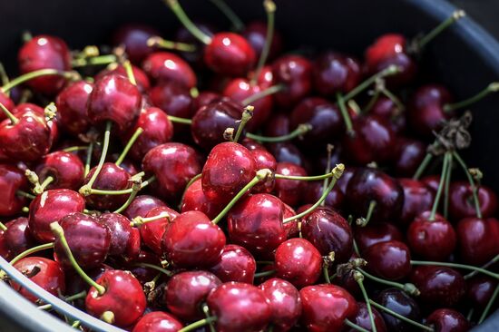 Russia Agriculture Cherry Harvesting