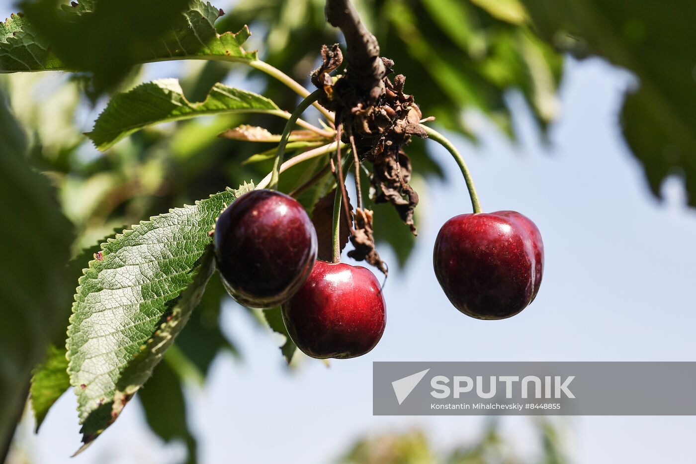 Russia Agriculture Cherry Harvesting