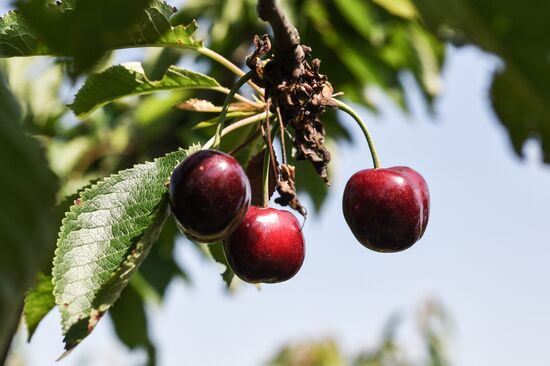 Russia Agriculture Cherry Harvesting