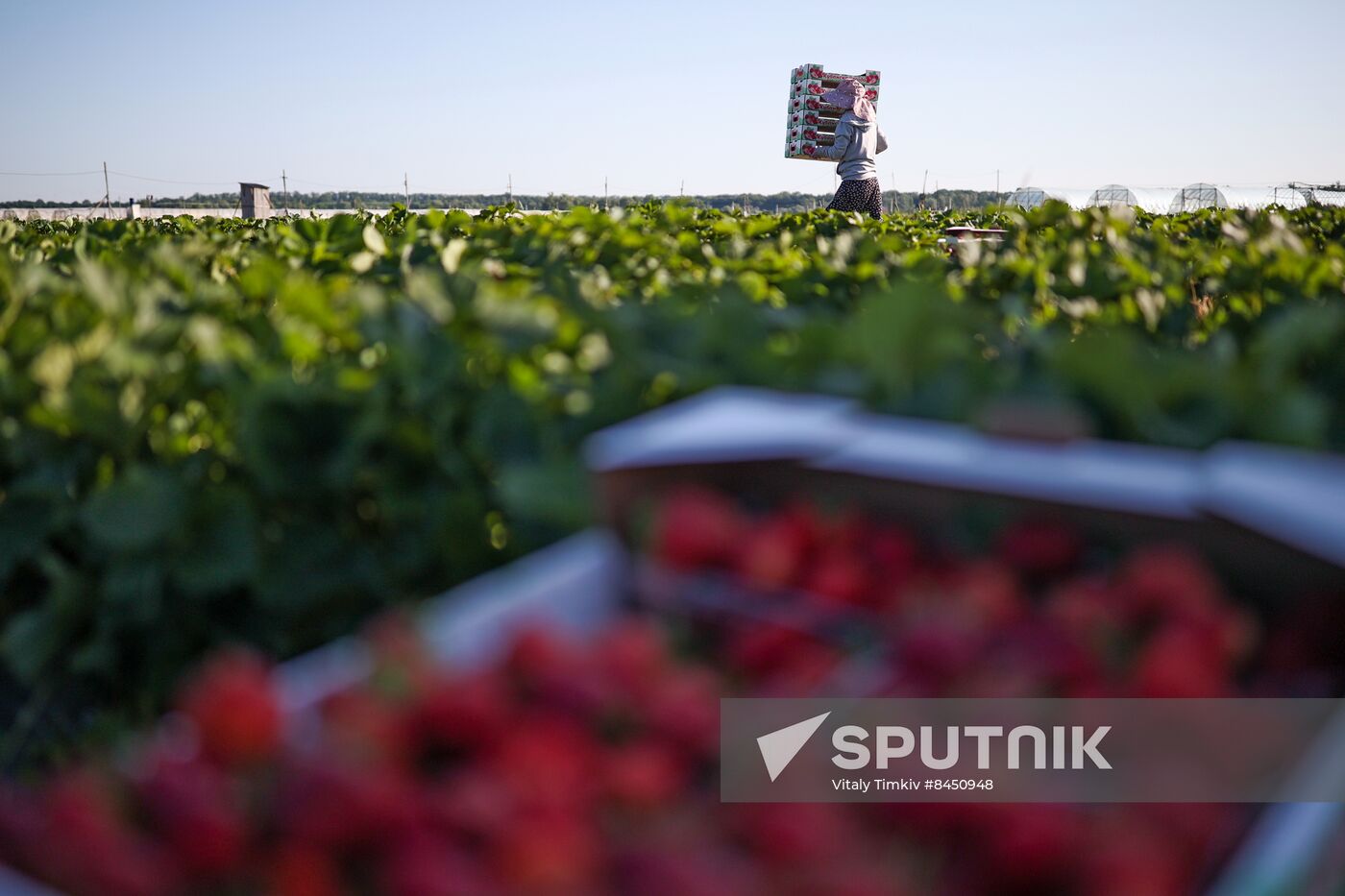 Russia Agriculture Strawberry Harvest