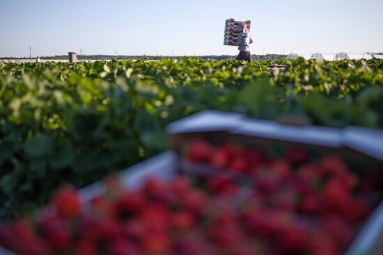 Russia Agriculture Strawberry Harvest
