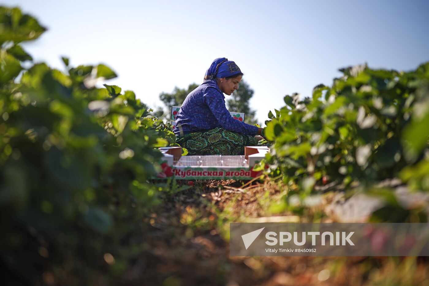 Russia Agriculture Strawberry Harvest