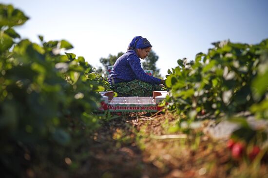 Russia Agriculture Strawberry Harvest