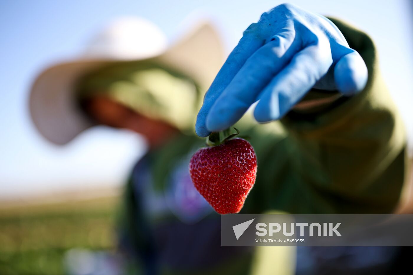 Russia Agriculture Strawberry Harvest