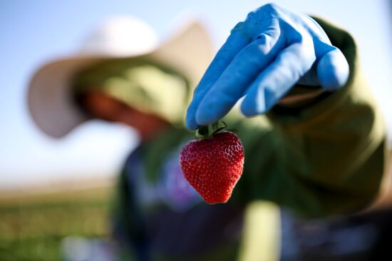 Russia Agriculture Strawberry Harvest