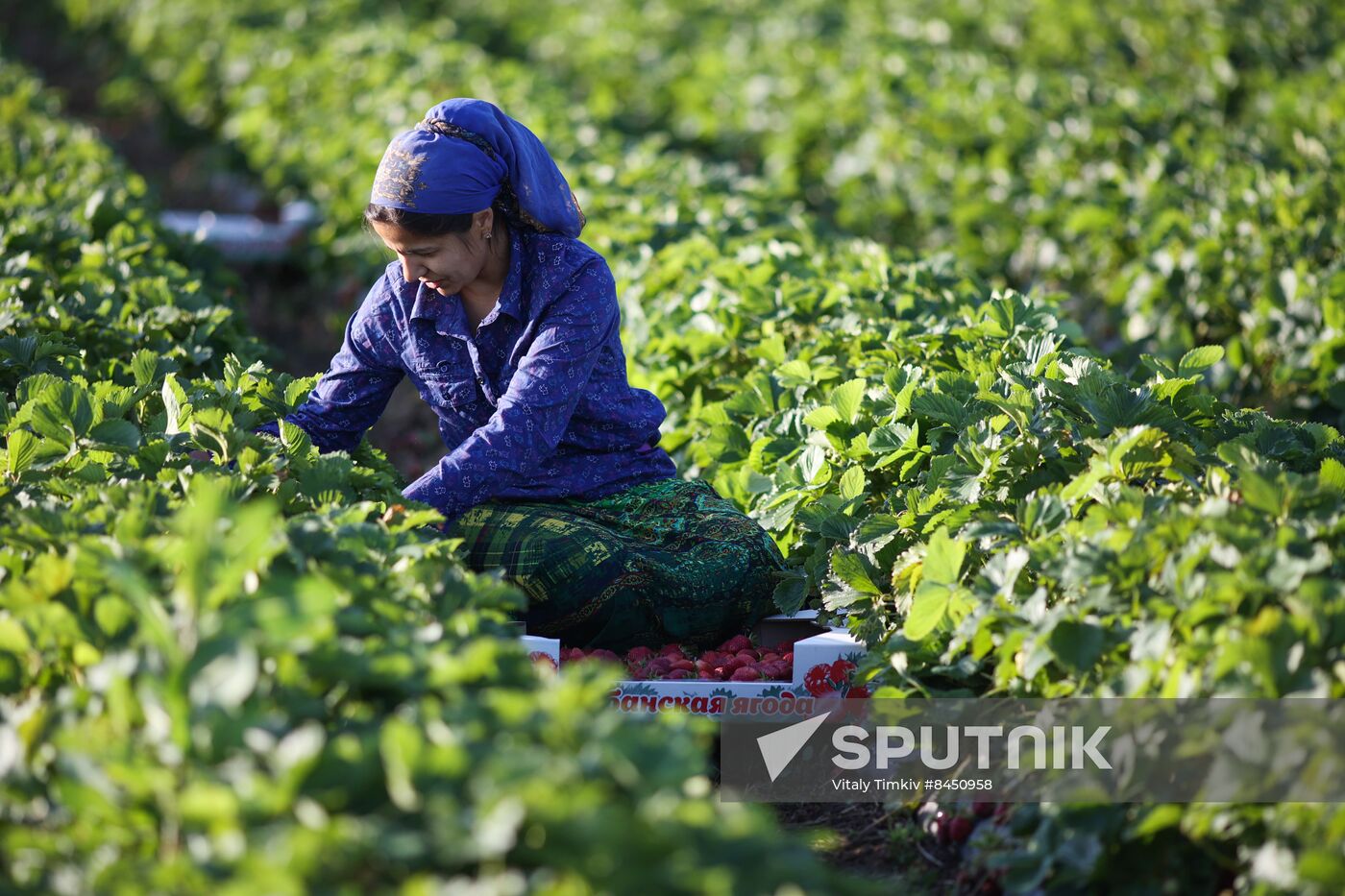 Russia Agriculture Strawberry Harvest