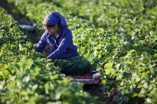 Russia Agriculture Strawberry Harvest