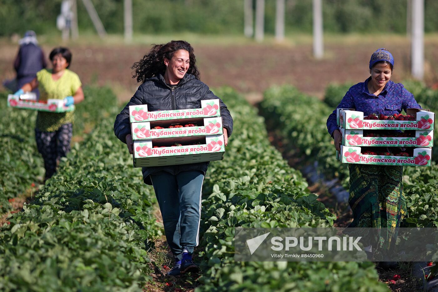 Russia Agriculture Strawberry Harvest