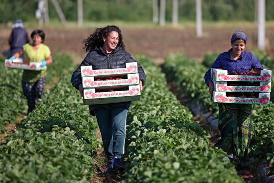 Russia Agriculture Strawberry Harvest