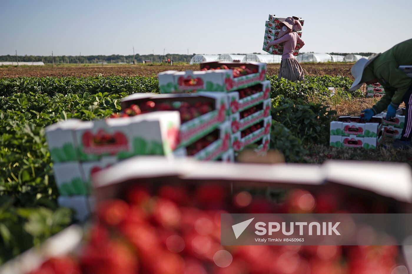 Russia Agriculture Strawberry Harvest