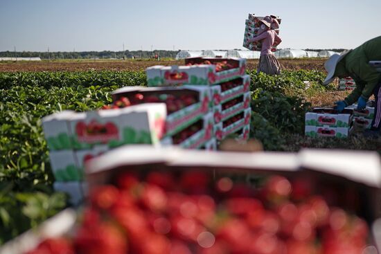 Russia Agriculture Strawberry Harvest