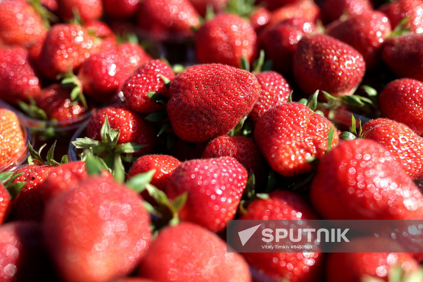 Russia Agriculture Strawberry Harvest