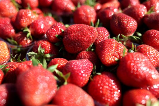 Russia Agriculture Strawberry Harvest
