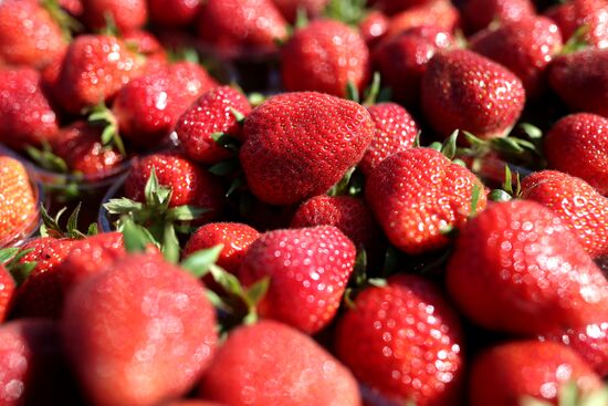 Russia Agriculture Strawberry Harvest