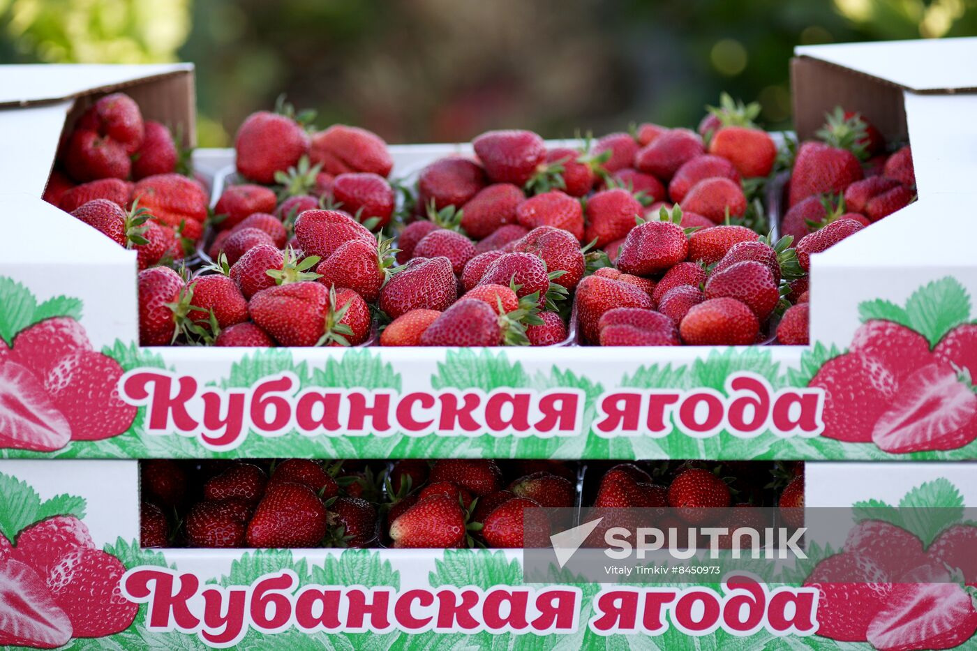 Russia Agriculture Strawberry Harvest