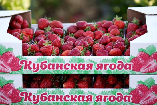 Russia Agriculture Strawberry Harvest