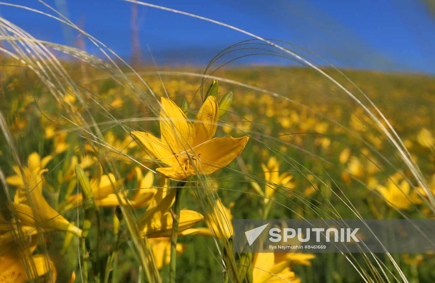 Russia Blooming Season