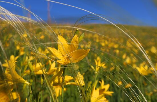 Russia Blooming Season