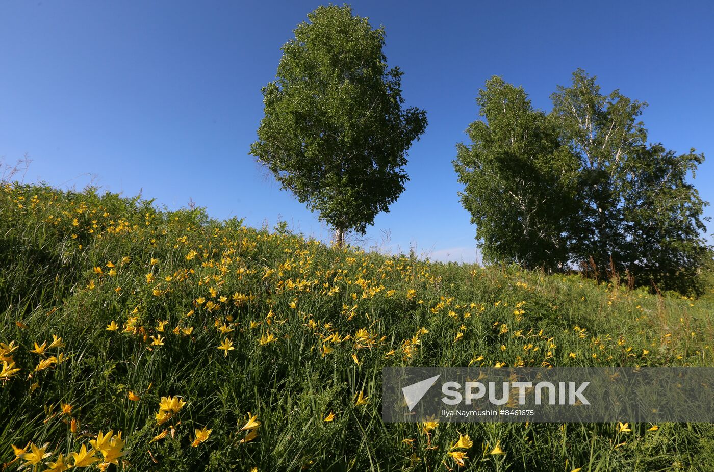 Russia Blooming Season