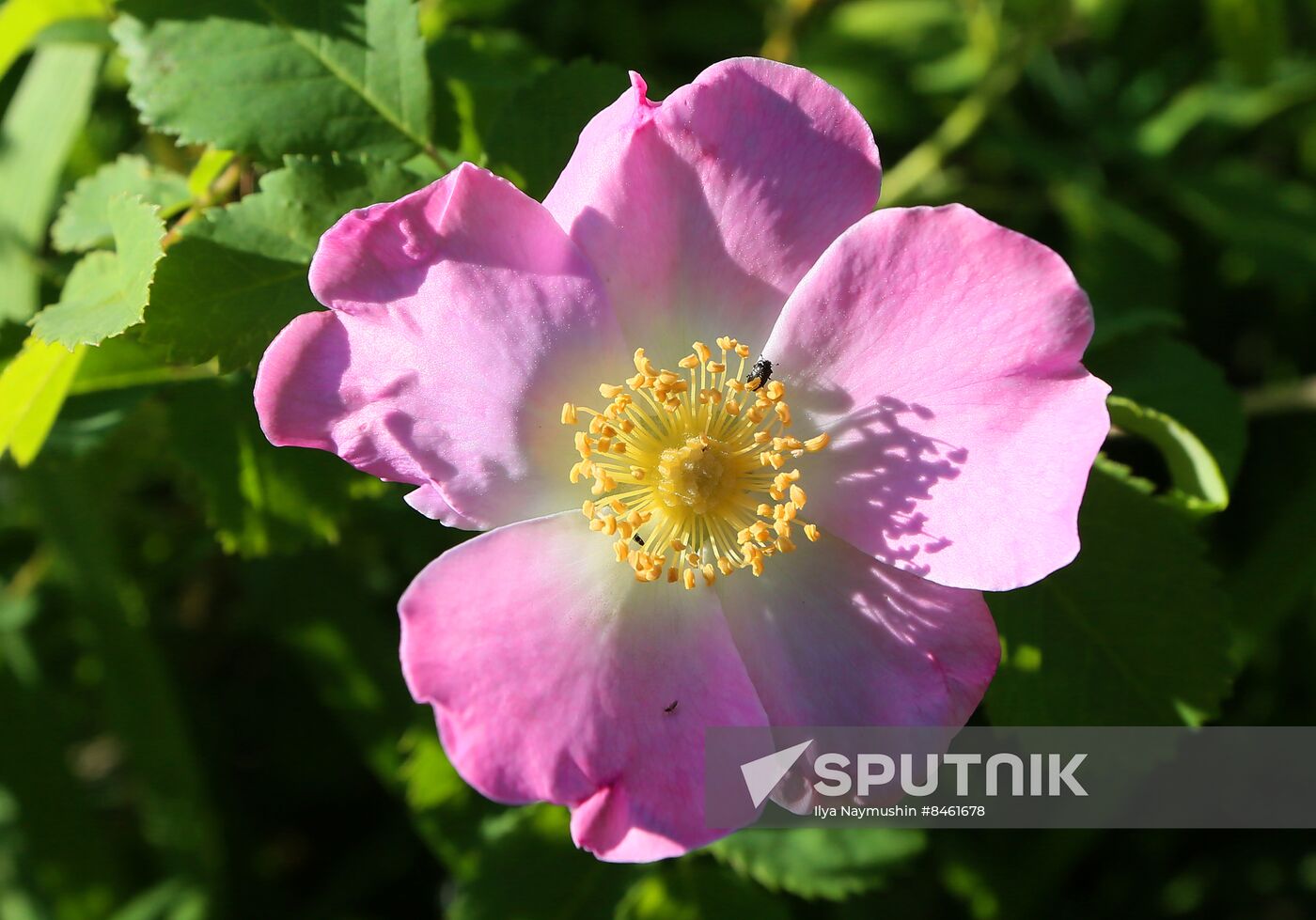 Russia Blooming Season