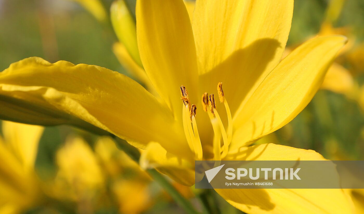 Russia Blooming Season