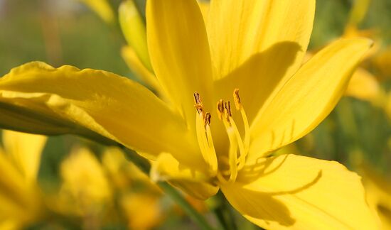 Russia Blooming Season