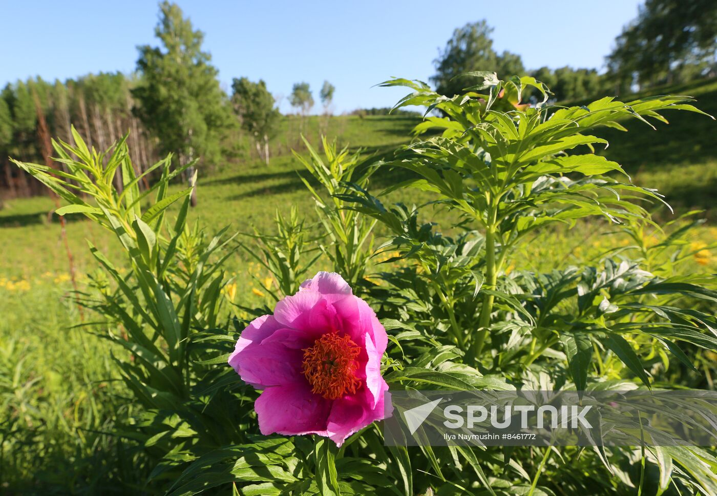 Russia Blooming Season