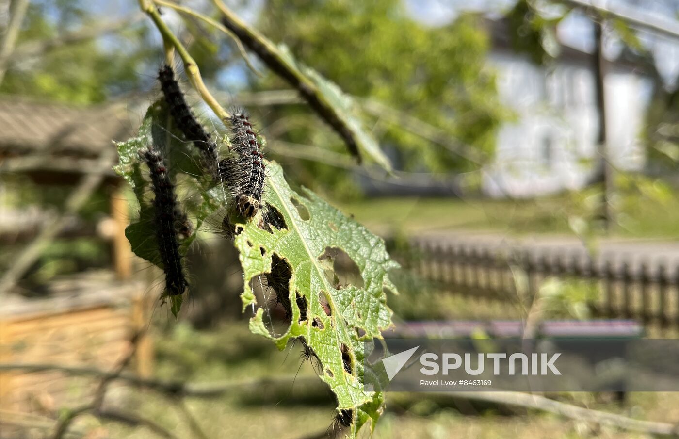 Russia Gipsy Moth Caterpillars