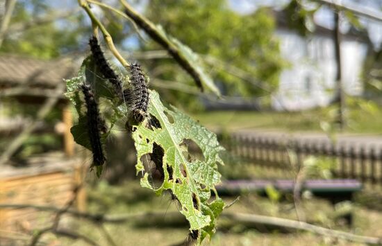 Russia Gipsy Moth Caterpillars