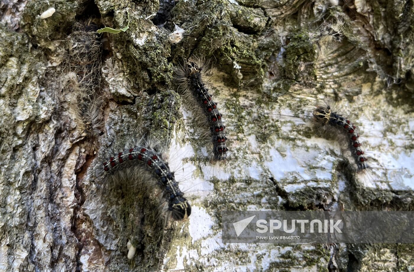 Russia Gipsy Moth Caterpillars