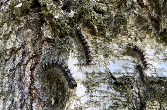 Russia Gipsy Moth Caterpillars