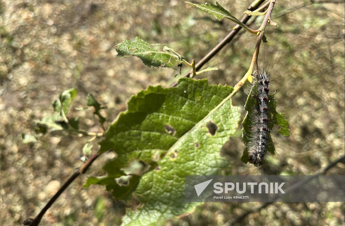 Russia Gipsy Moth Caterpillars