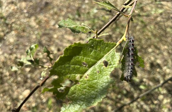 Russia Gipsy Moth Caterpillars