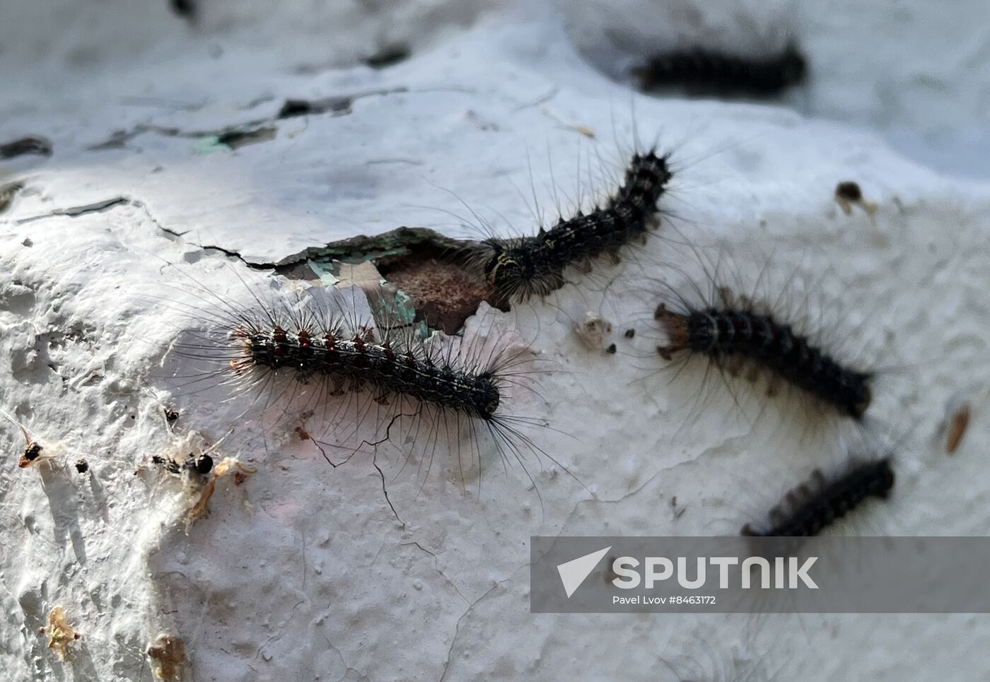 Russia Gipsy Moth Caterpillars