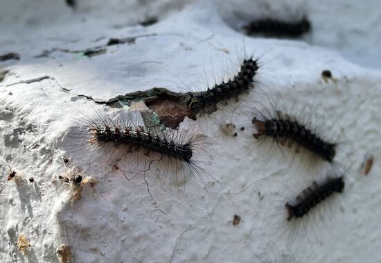 Russia Gipsy Moth Caterpillars