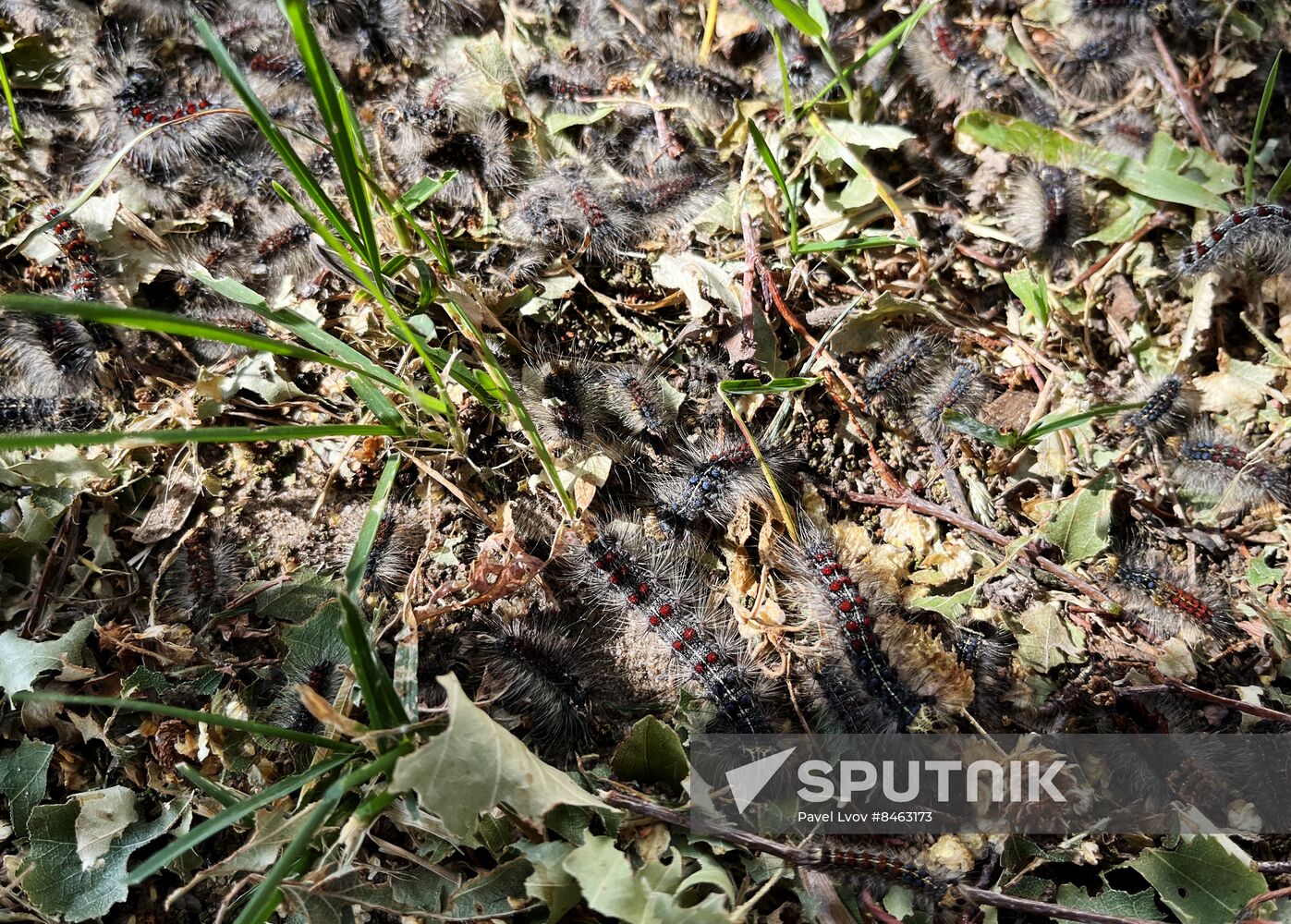 Russia Gipsy Moth Caterpillars