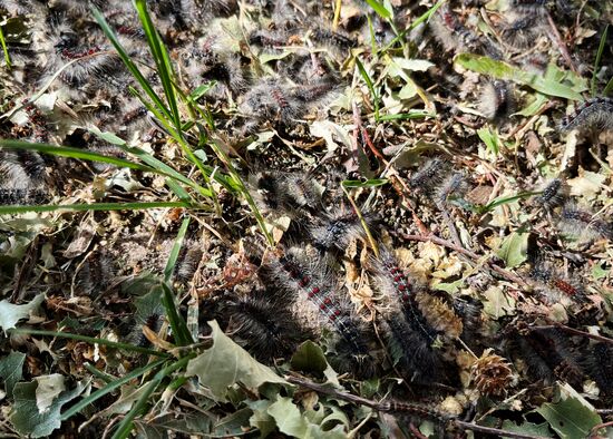 Russia Gipsy Moth Caterpillars