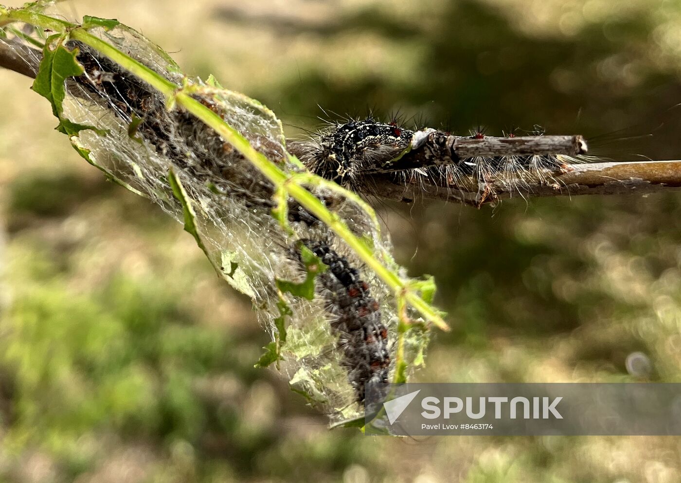 Russia Gipsy Moth Caterpillars