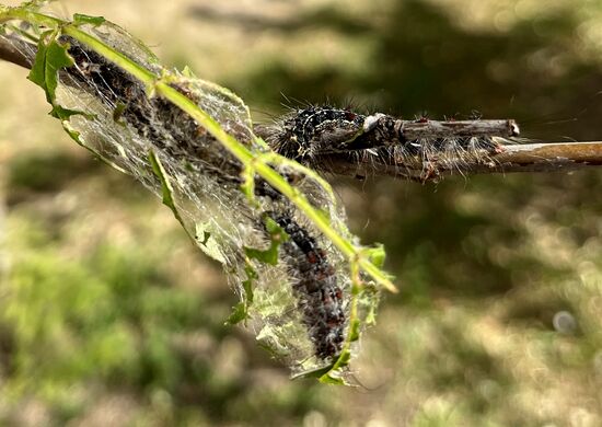 Russia Gipsy Moth Caterpillars