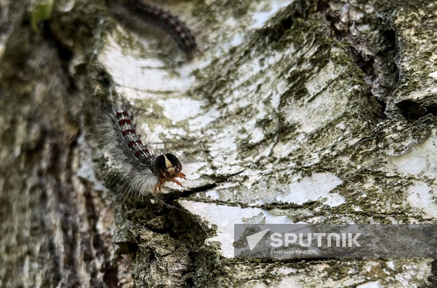 Russia Gipsy Moth Caterpillars