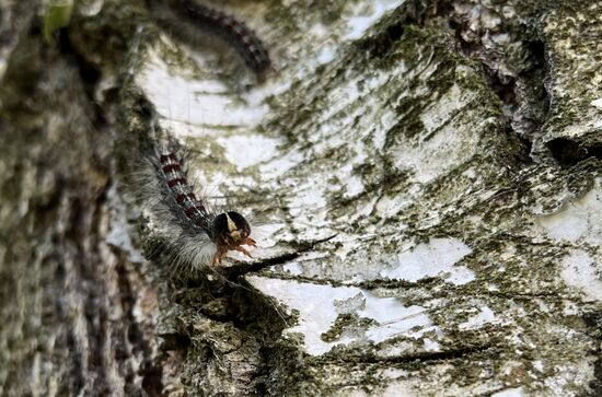 Russia Gipsy Moth Caterpillars