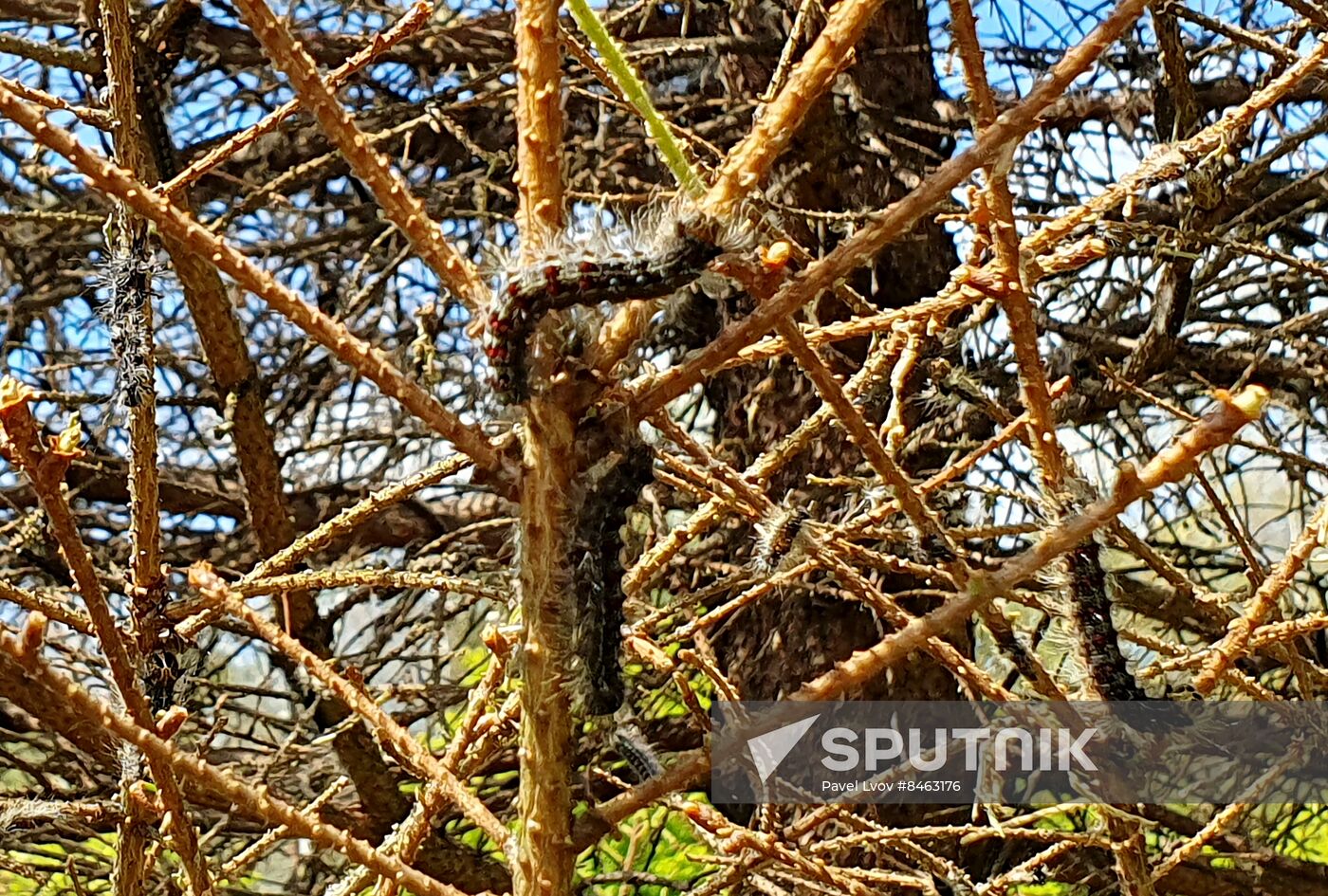 Russia Gipsy Moth Caterpillars