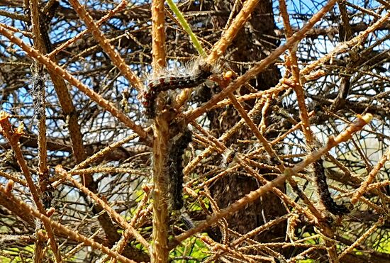 Russia Gipsy Moth Caterpillars