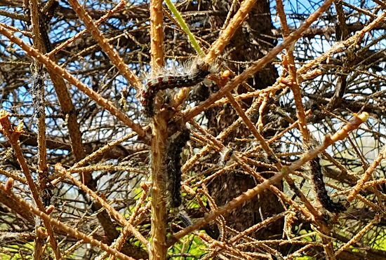 Russia Gipsy Moth Caterpillars