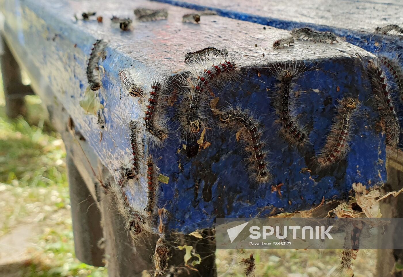 Russia Gipsy Moth Caterpillars