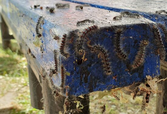 Russia Gipsy Moth Caterpillars