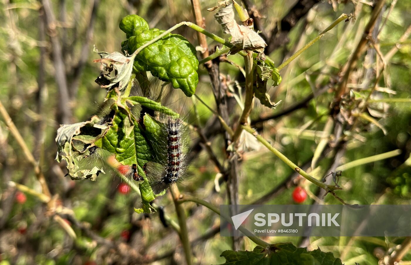 Russia Gipsy Moth Caterpillars