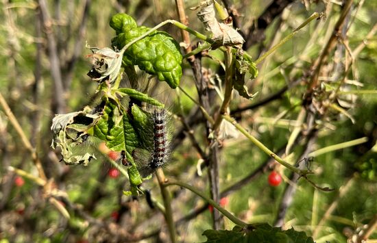 Russia Gipsy Moth Caterpillars